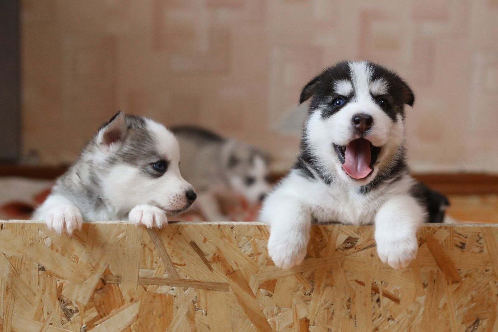 Husky puppies peeking over their whelping box