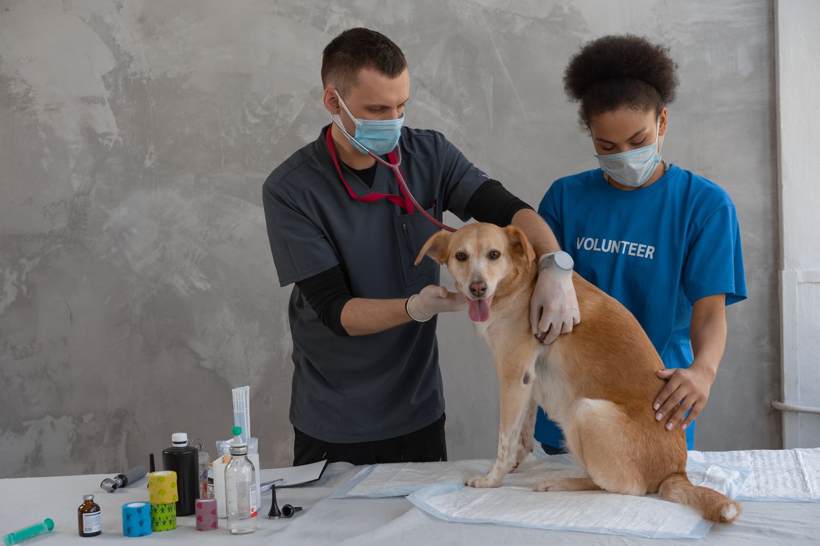 Veterinary team examining a calm dog together