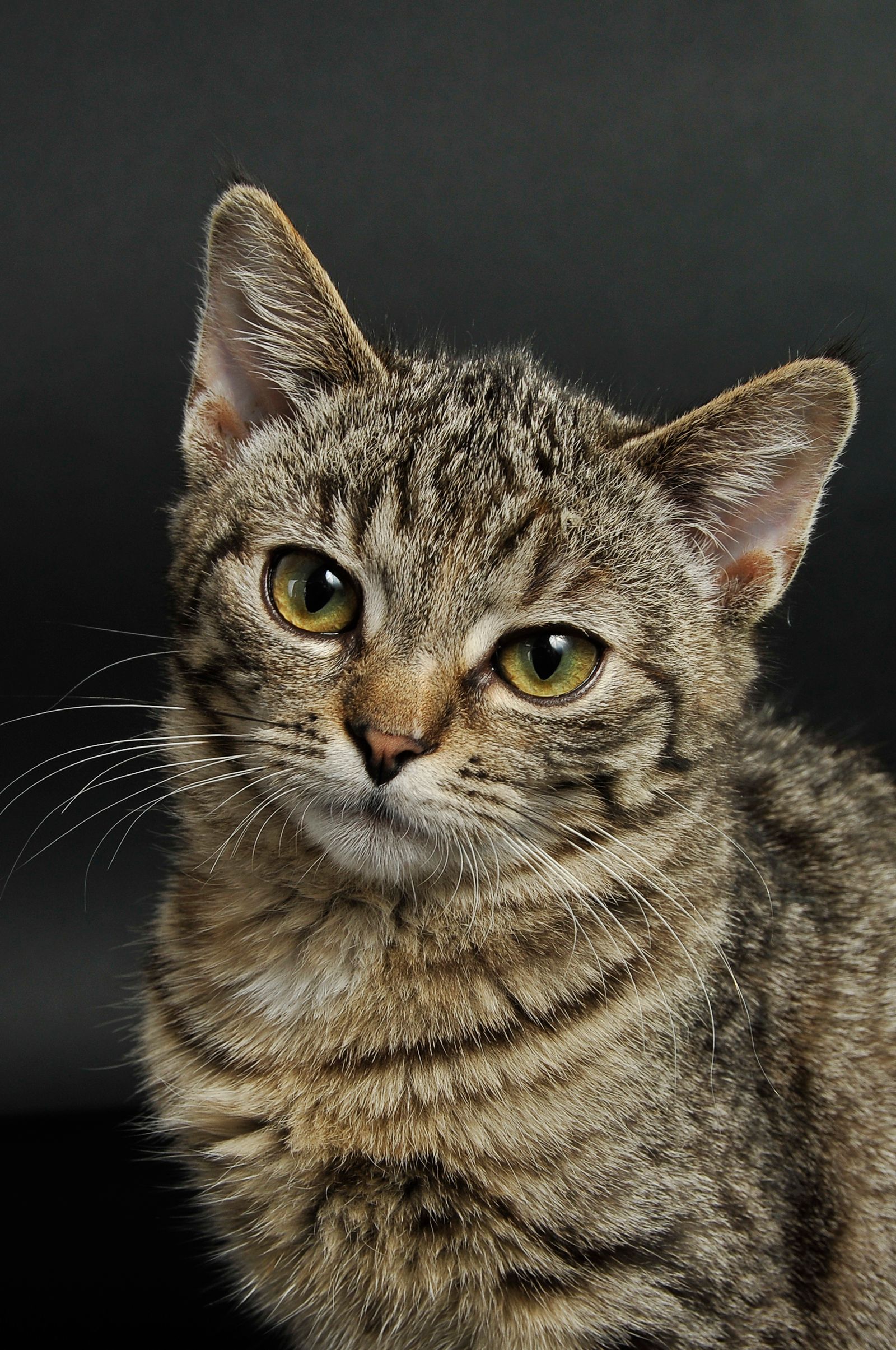 A green-eyed tabby cat portrait