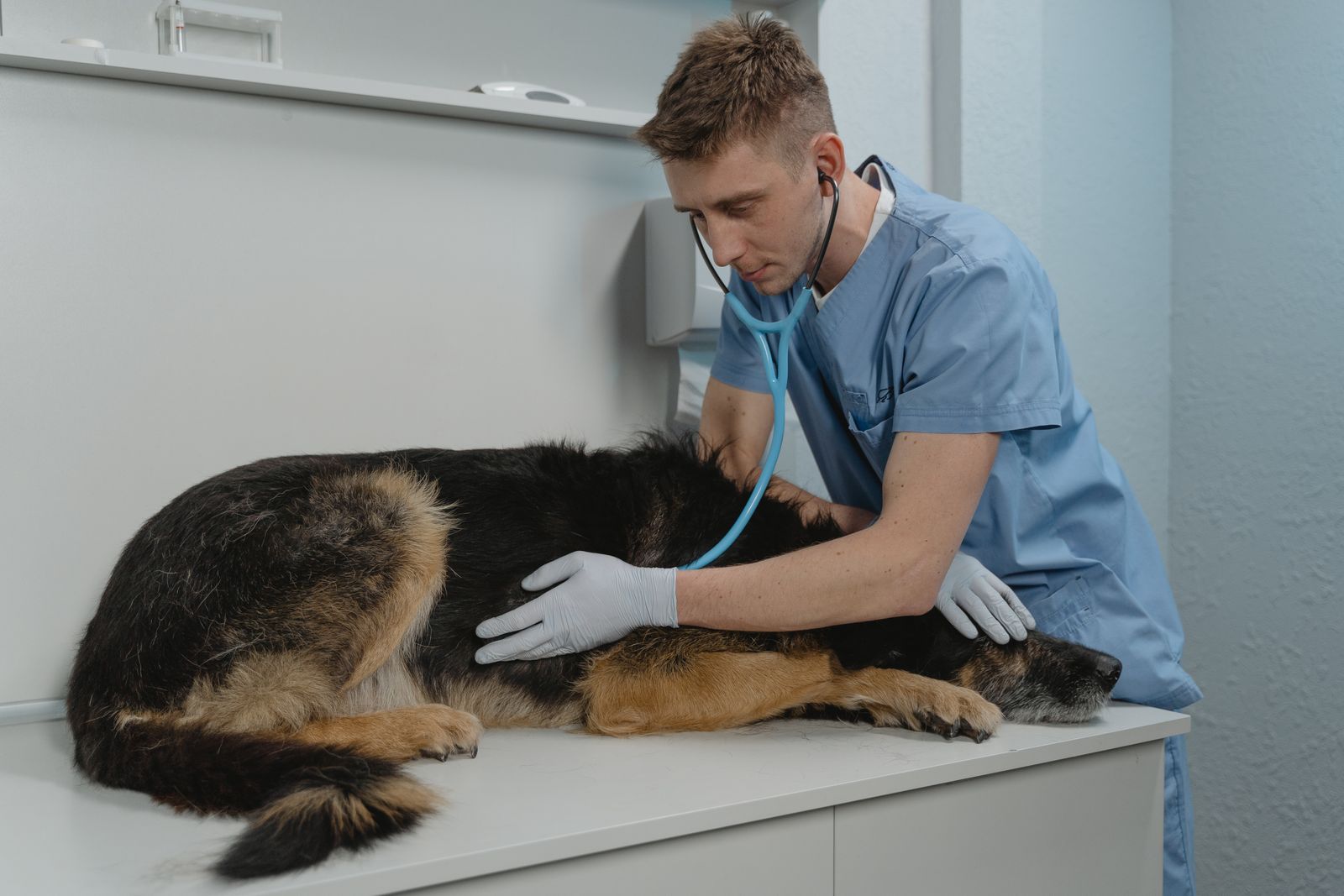 Veterinarian listening to a shepherd dog's heart with a stethoscope
