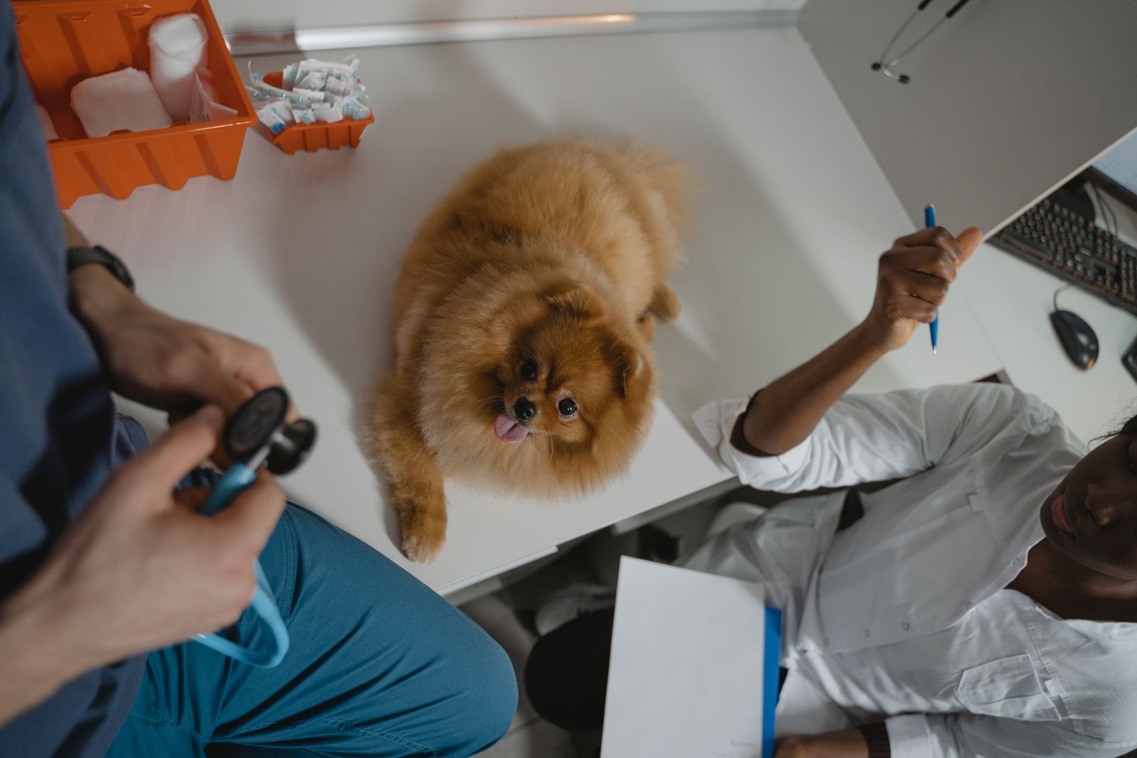 Veterinary team charting while a Pomeranian waits on the exam table