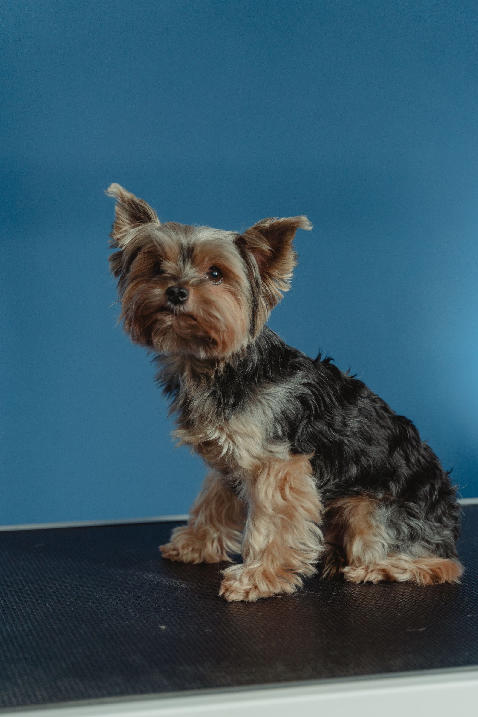 A small terrier sitting patiently on the exam table