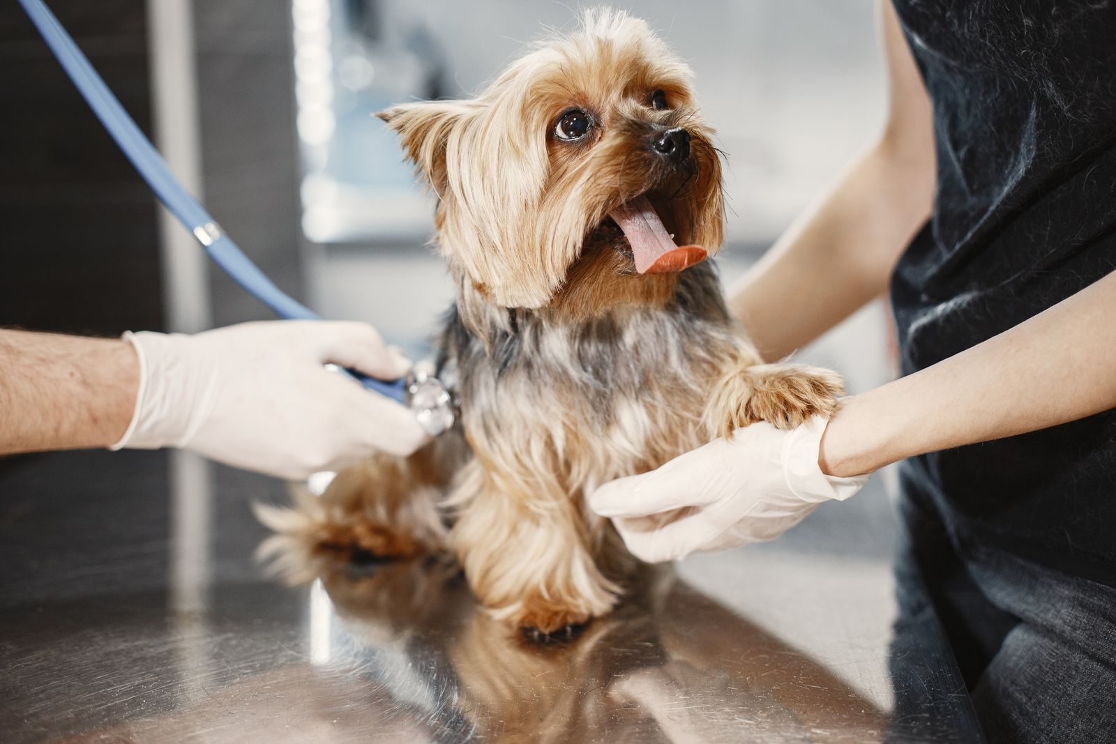 A Yorkie being gently examined on the table